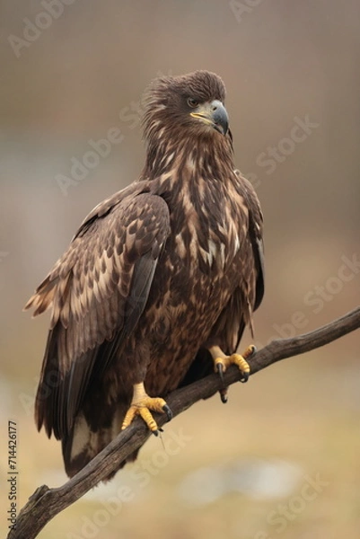 Fototapeta White tailed eagle.