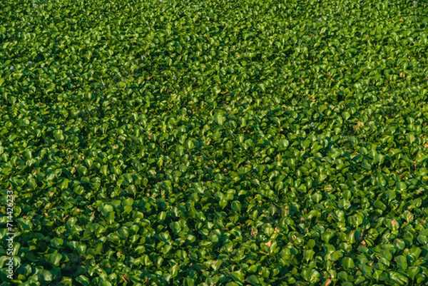 Fototapeta Water hyacinth plants float and fill the surface of the river water. Water hyacinth plants live wild on the surface of the river so that the river water is covered with water hyacinth plants.
