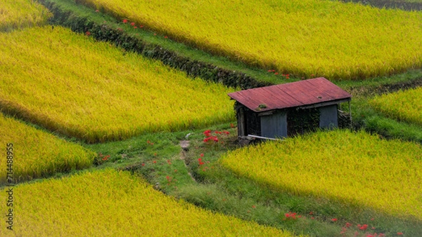 Fototapeta 秋の田んぼ