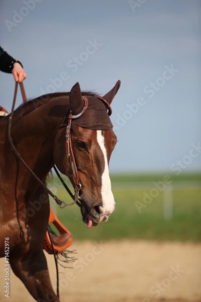 Fototapeta Westernreiten