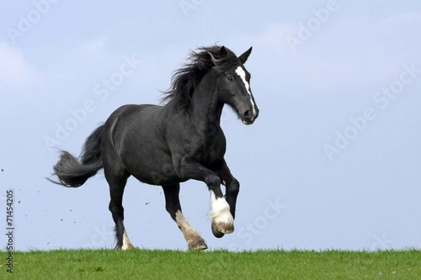 Fototapeta Irish Tinker