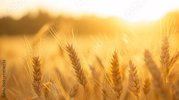 Fototapeta Close up of wheat ears, field of wheat in a summer day . Ai Generative