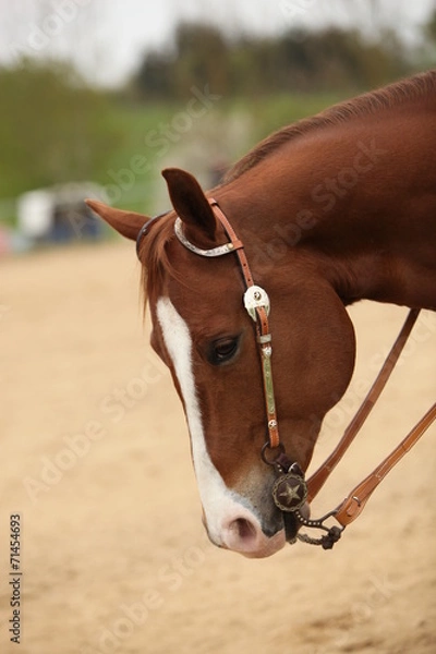 Fototapeta Westernreiten