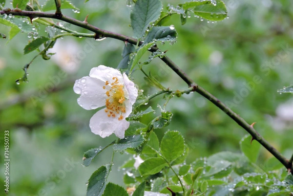 Obraz The field rose white flower and green leaves and some raindrops