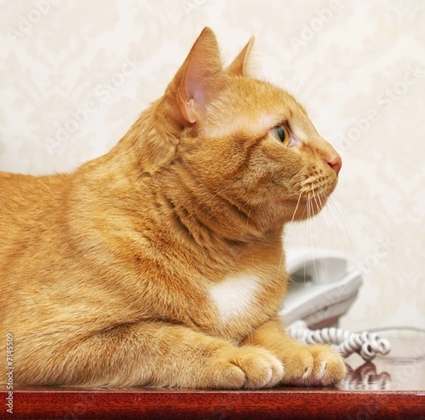 Obraz Red cat online