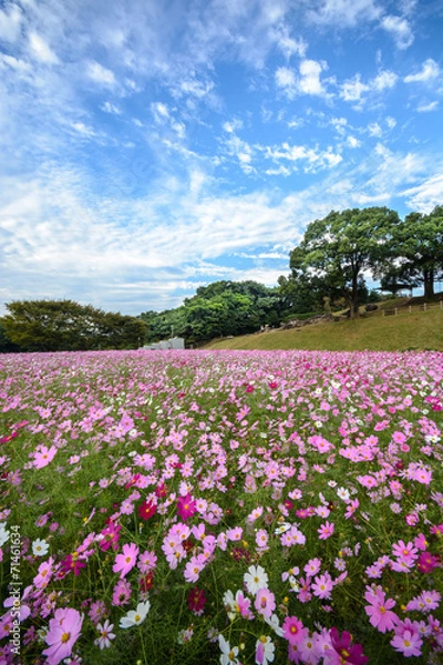Fototapeta コスモス＠佐世保展海峰