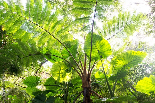 Obraz やんばるの森林