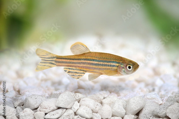 Fototapeta Zebrafish Zebra Barb Danio rerio freshwater aquarium fish