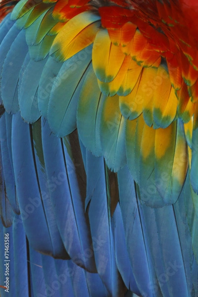 Fototapeta Macaw feathers abstract background