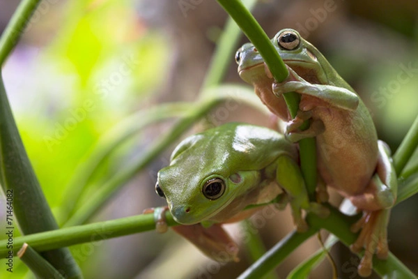 Obraz Australian Green Tree Frogs