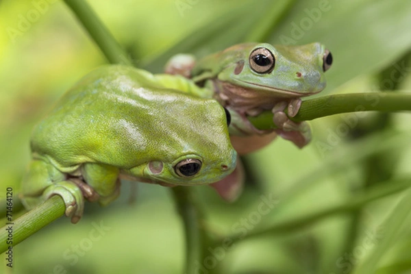 Obraz Australian Green Tree Frogs