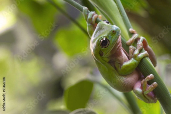 Obraz Australian Green Tree Frog