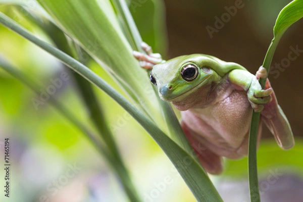 Obraz Australian Green Tree Frog