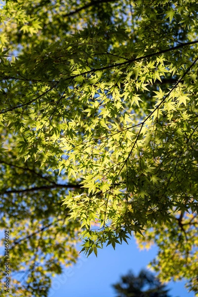 Obraz 金沢を代表する観光地・兼六園