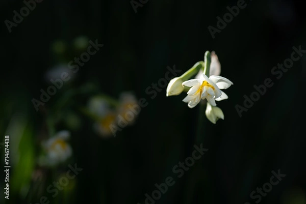 Fototapeta 早春に咲くスイセンの花