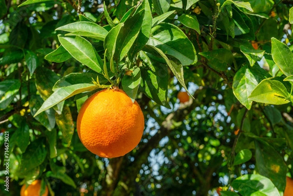 Fototapeta Ripe orange fruit on orange tree between lush foliage. View from below.