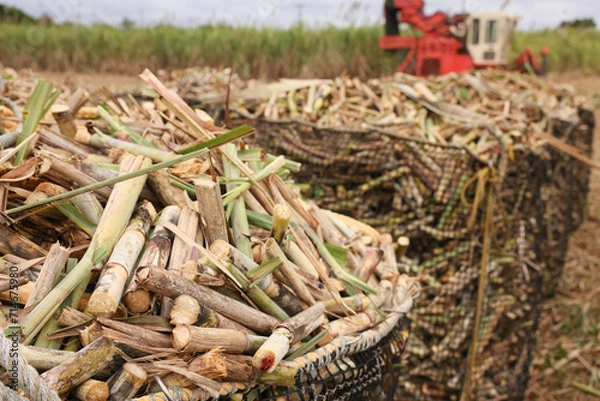 Obraz 沖縄県宮古島　サトウキビ収穫風景
