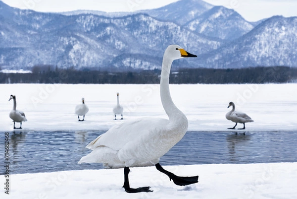 Fototapeta シンプルな景色とハクチョウの湖