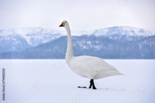 Fototapeta 雪とハクチョウの白が美しい、北海道の雪景色