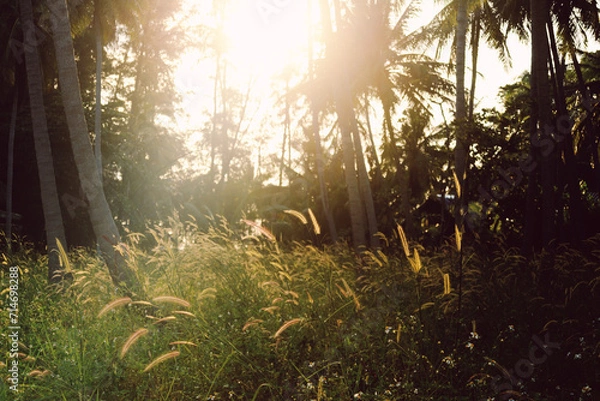 Obraz Sunlight in the forest