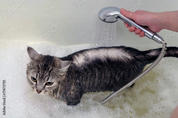 Fototapeta Кумание кота