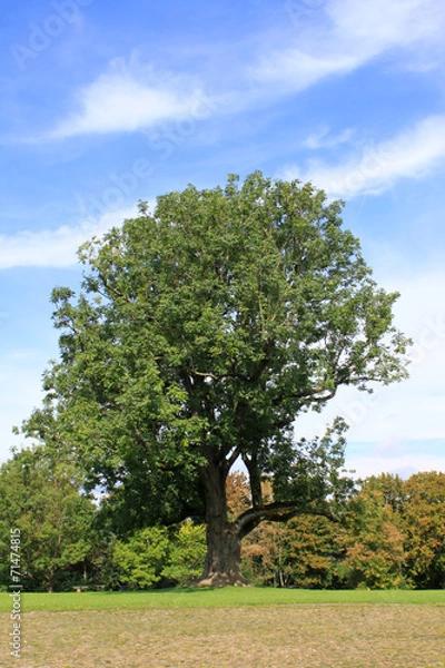Obraz Alter Baum