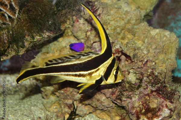 Obraz wimpel ritterfisch