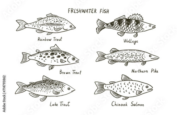 Fototapeta Set of different types of fish. Vector illustration in sketch style.
