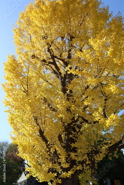 Fototapeta autumn trees in the park