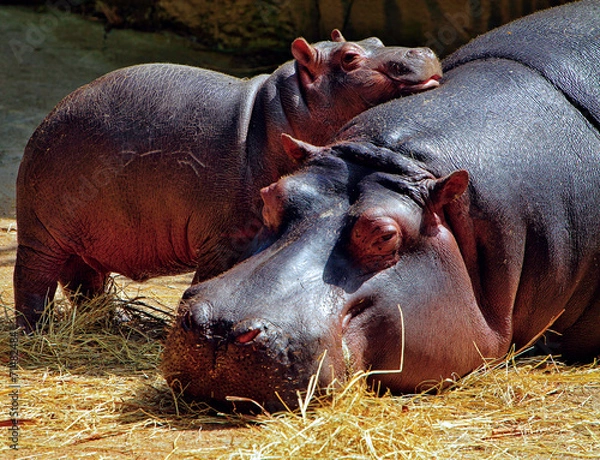 Obraz Hippos