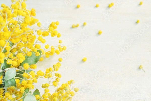 Obraz ミモザの花