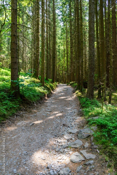 Fototapeta Path and Streets in the Bavarian Forest