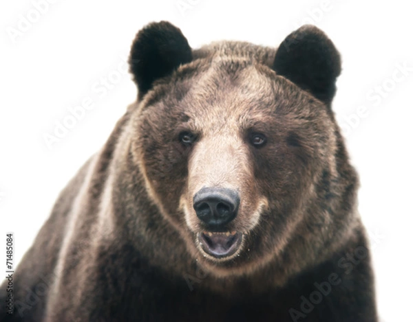 Fototapeta brown bear