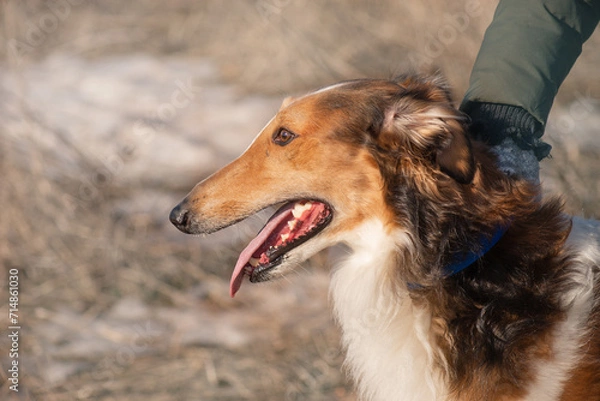 Obraz Red dog of the Russian Borzoi breed, greyhound, portrait, profile, close-up, on a gray background.

