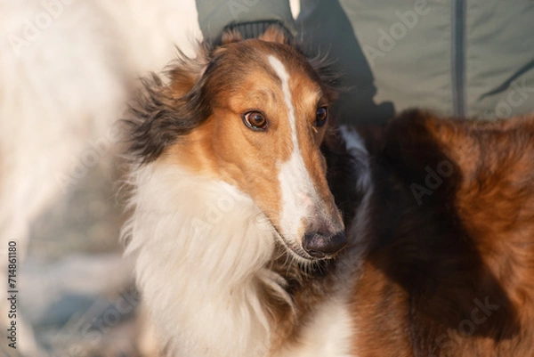 Fototapeta Red dog of the Russian Borzoi breed, greyhound, portrait, profile, close-up, on a gray background.

