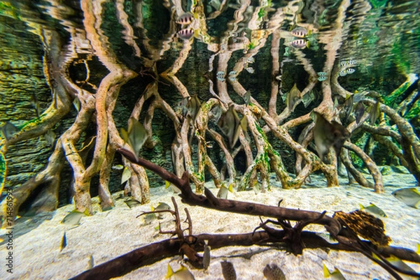 Fototapeta Gran Canaria different fishes and roots in a Aquarium.