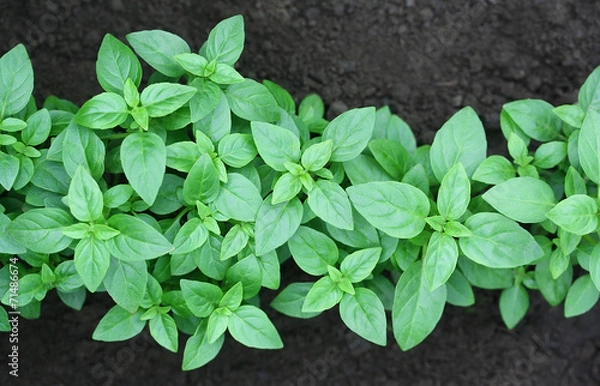 Obraz Green basil grows on kitchen garden
