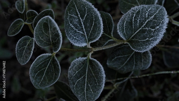 Fototapeta frost on leaves