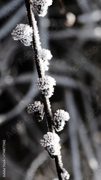 Fototapeta frost on branches