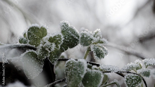 Fototapeta frost on leaf