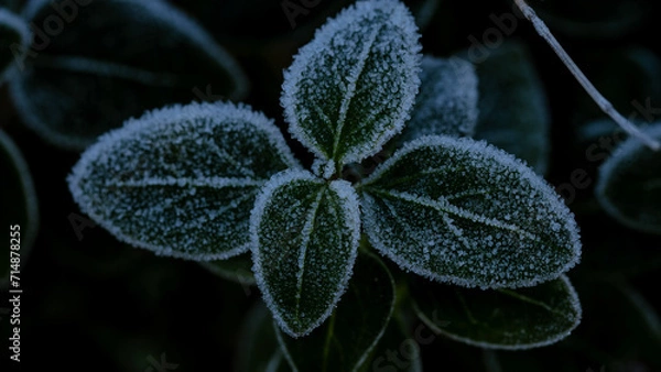 Fototapeta frost on leaf