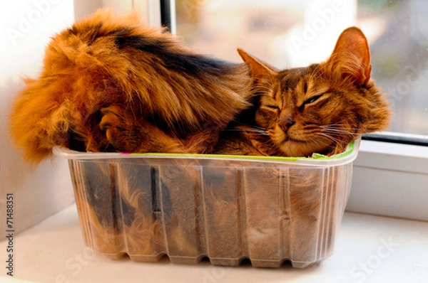 Obraz Somali cat inside box