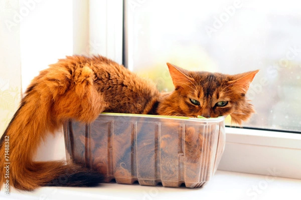 Obraz Cute cat in a box