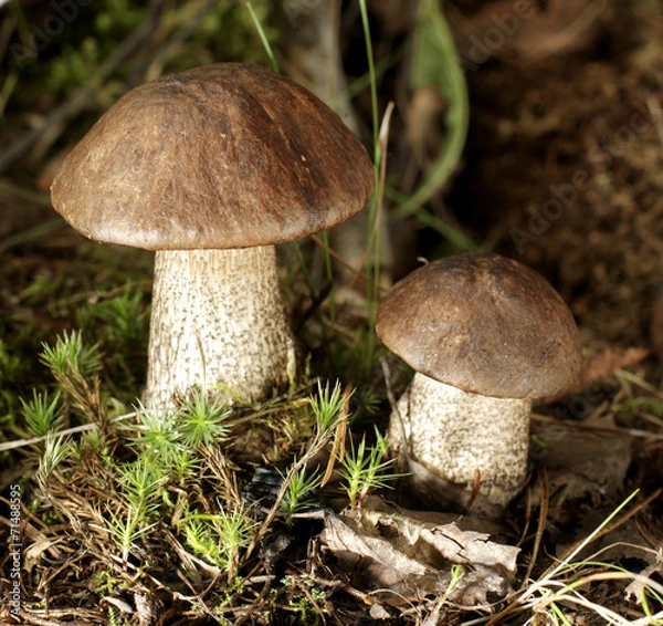 Fototapeta prawdziwek3