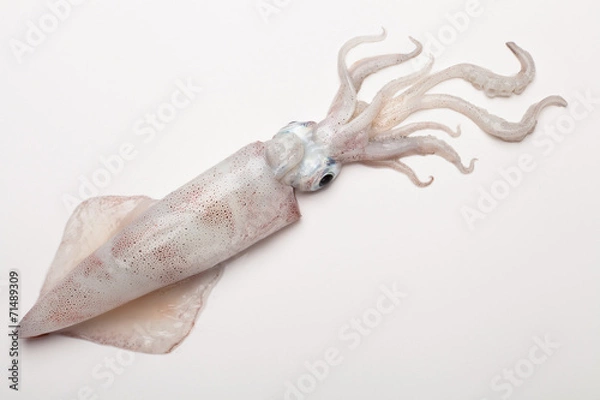 Fototapeta squid