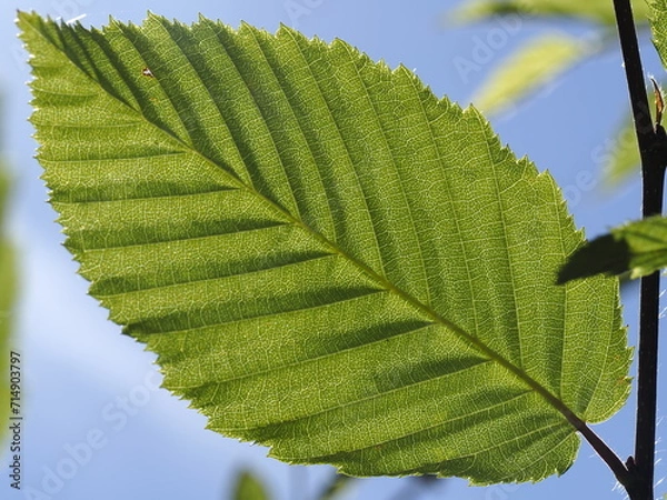 Obraz Die Blattstruktur einer Hainbuche 