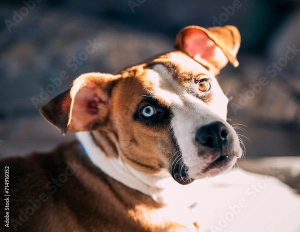 Obraz jack Russell terrier/ boxer mix