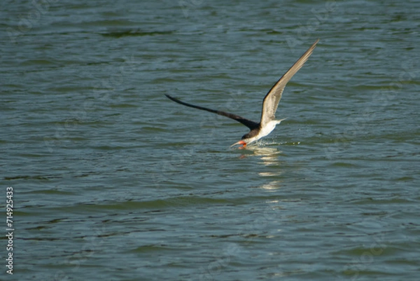 Obraz El ave rayador pescando