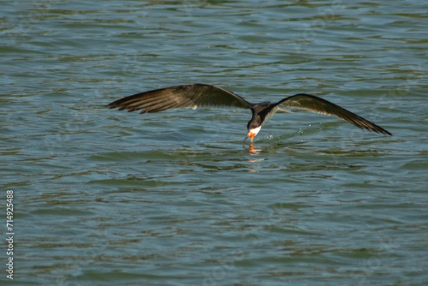 Obraz El ave rayador pescando