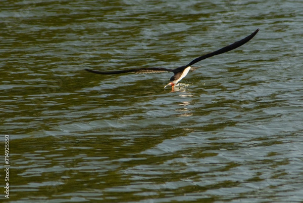 Obraz El ave rayador pescando